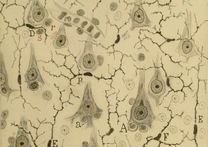 Dibujo de la corteza gris del cerebro de Ramón y Cajal. Dibujo de la corteza gris del cerebro de Ramón y Cajal.