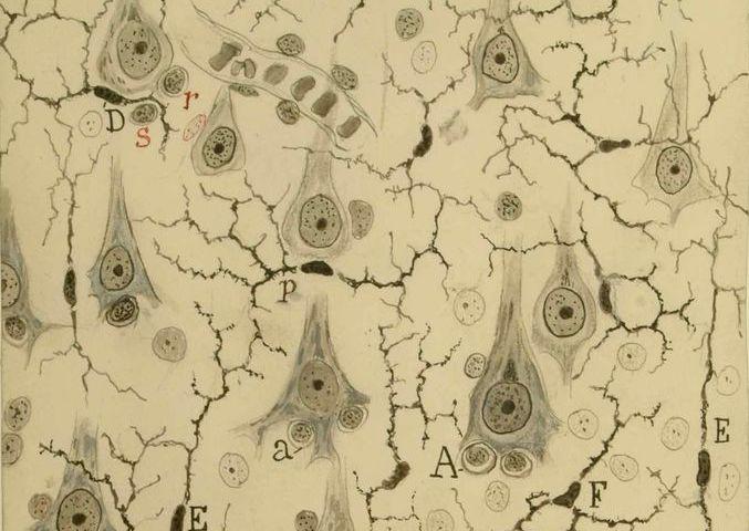 Dibujo de la corteza gris del cerebro de Ramón y Cajal.