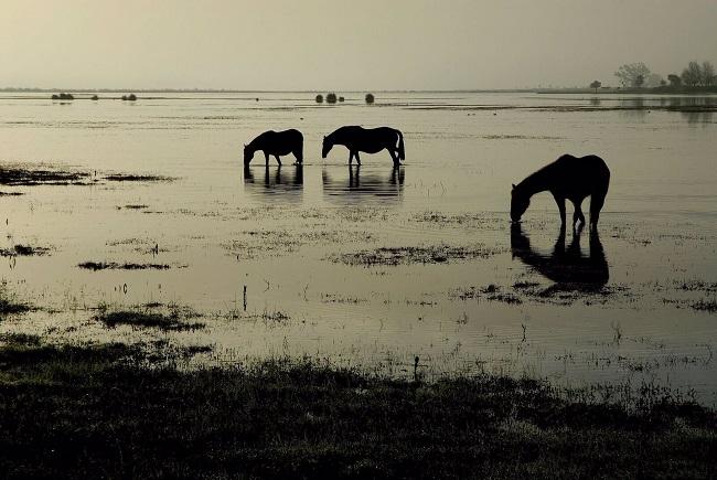 Caballos en la marisma de Doñana, en el Parque Nacional, en una imagen de archivo.