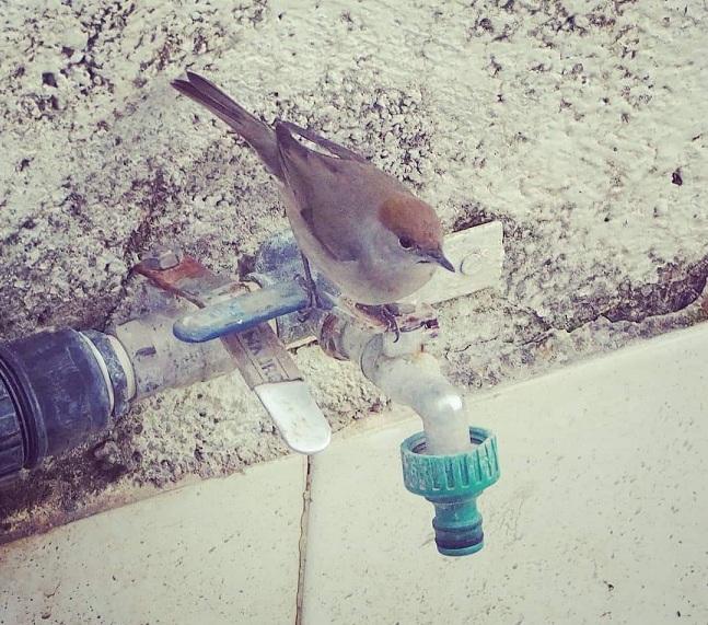 Una curruca sobre un grifo en un patio. Agua para los humanos, pero no para ella.