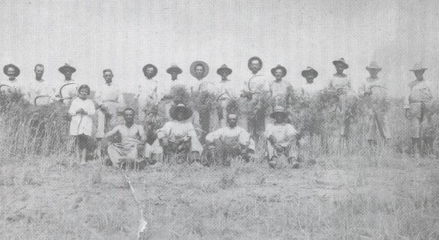 Cuadrilla de segadores del crotijo de la Jara, a principios de los años 30.