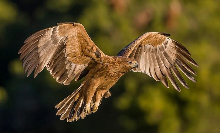 Majestuosa imagen de un águila imperial ibérica.