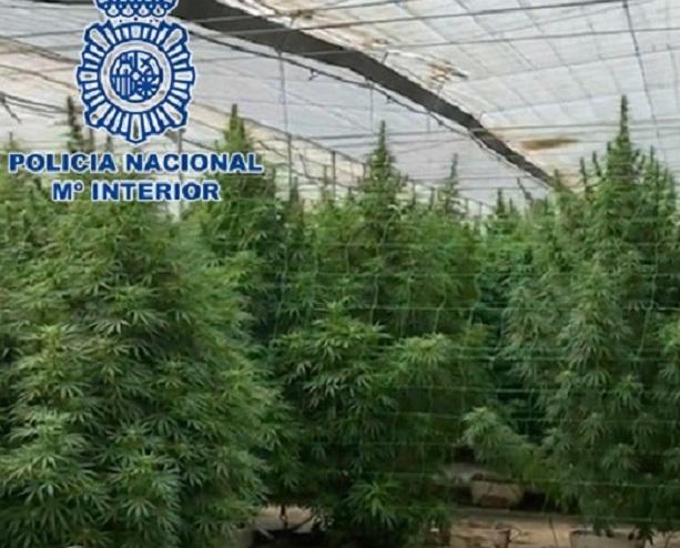 Plantas de marihuana en uno de los invernaderos. 
