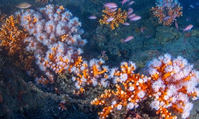 El fondo marino de la Punta de la Mona alberga valiosas poblaciones de coral.