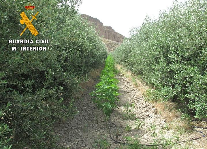 Hilera de marihuana entre olivos y, al fondo, los 'badlands'. 