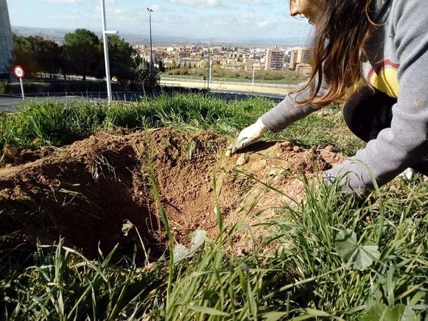 La plantación se hará entre las facultades de Psicología y Empresariales.