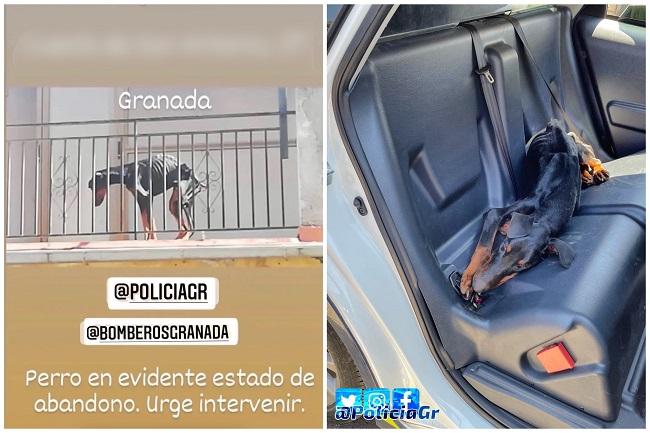 Imagen del perro que ha sido rescatado por la Policía Local de Granada.