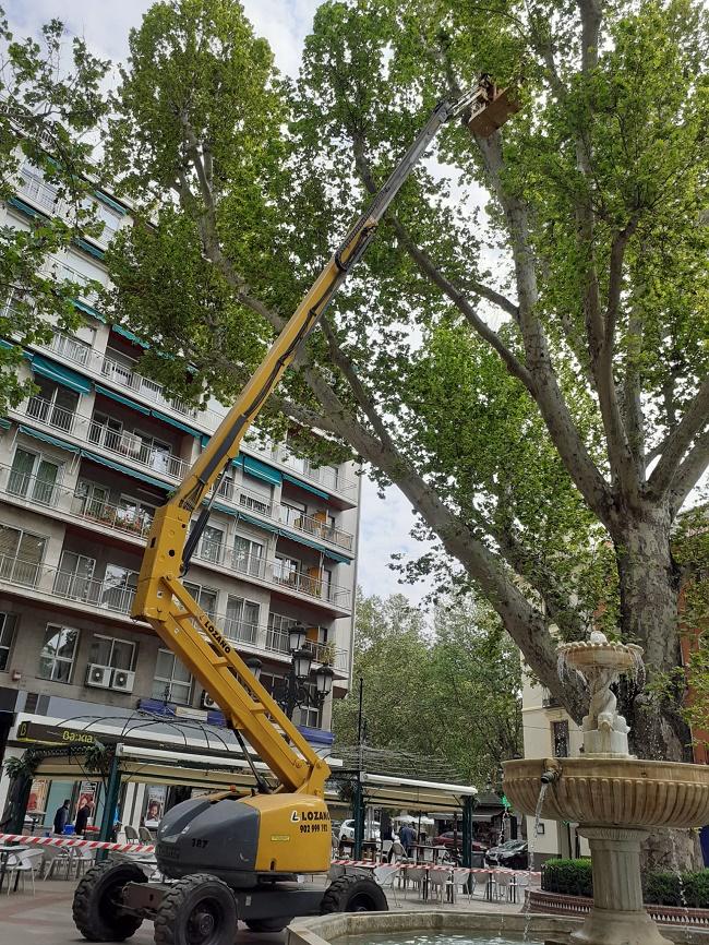 Imagen de las labores en la Plaza del Campillo.