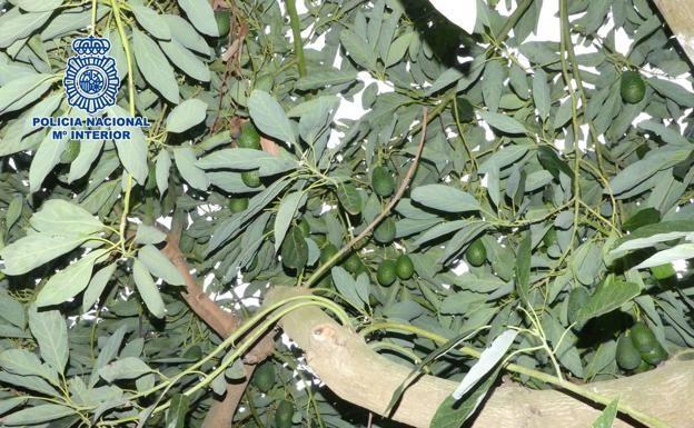 El hombre había sustraído 154 kilos de aguacates. El hombre había sustraído 154 kilos de aguacates.