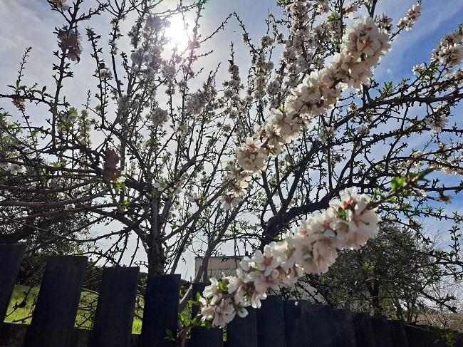 Almendro en flor en Granada. 