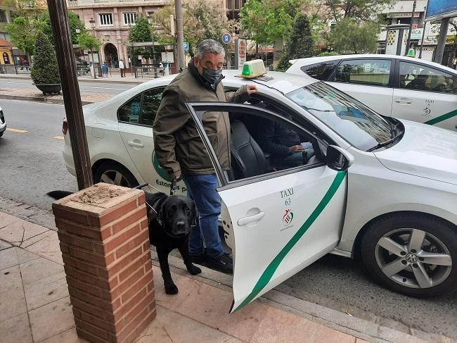 Antonio Callejas, vendedor de la ONCE en Granada, subiendo a un taxi con su perro guía.