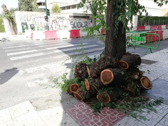 Troncos cortados y apilados junto a un ejemplar en Arabial. 