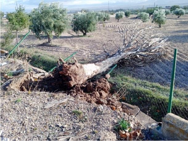 Árbol caído por el fuerte viento en Baza.