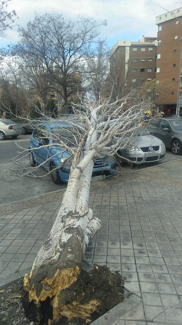 Imagen del árbol, arrancado de cuajo. 