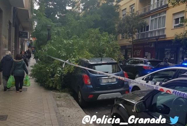 Árbol caído en la calle Melchor Almagro.