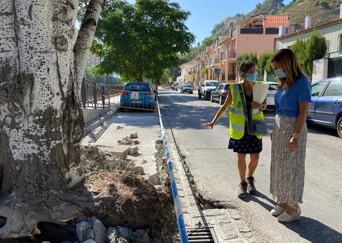 Uno de los alcorques levantados por las raíces de un árbol del paseo. 