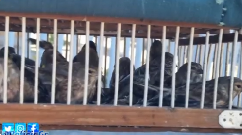 Imagen de las aves posteriormente liberadas.