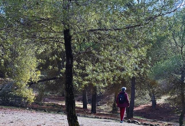 La iniciativa está inspirada en los 'baños de bosque' que surgieron en Japón en los años 80.