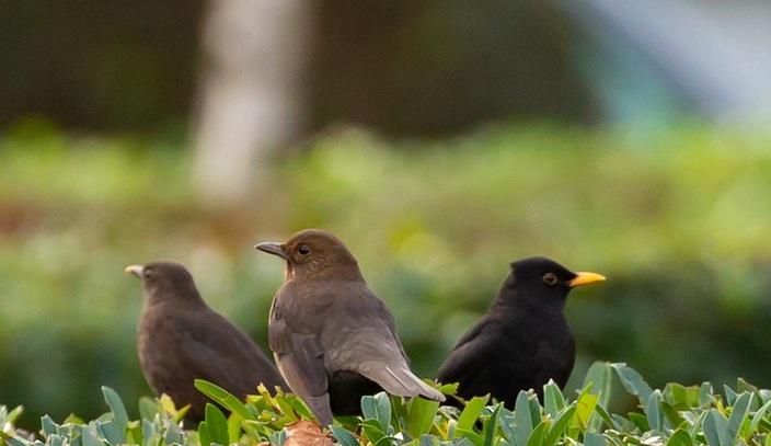 La captura de aves canoras está prohibida desde 2018. 