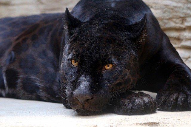 Ejemplar de pantera negra. 