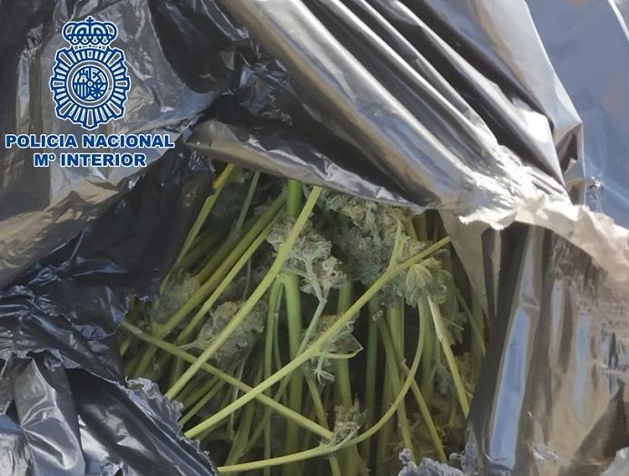 Una de las bolsas con marihuana requisadas en Lancha del Genil. 