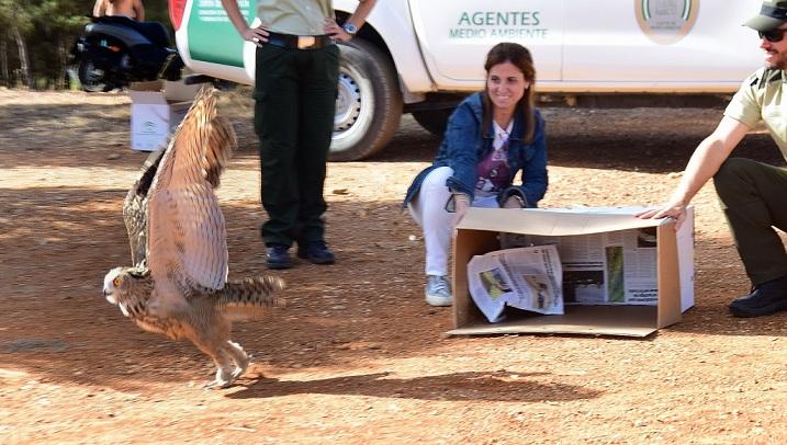 Momento en que el búho sale de la caja y vuela libre, en el Llano de la Perdiz.