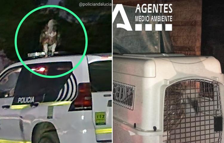 El buitre llegó a posarse en el coche de la Policía autonómica antes de ser rescatado.