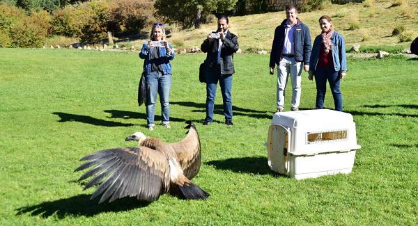 El buitre leonado fue localizado en Guadix con graves problemas de desnutrición.