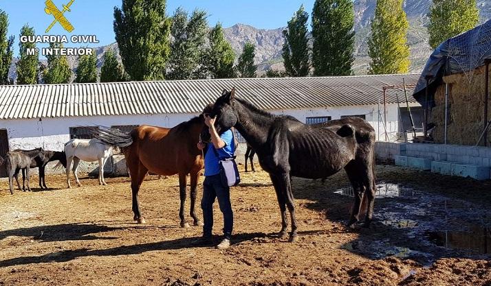 Algunos de los caballos, con visible desnutrición.