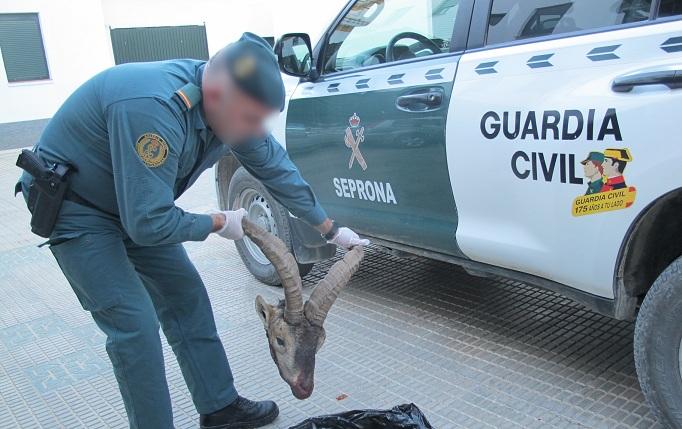 Un agente, con la cabeza de la cabra montés abatida. 