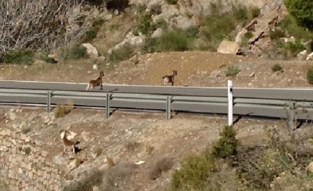Varios ejemplares de cabra montés en Órgiva, junto a la Sierra de Lújar. 
