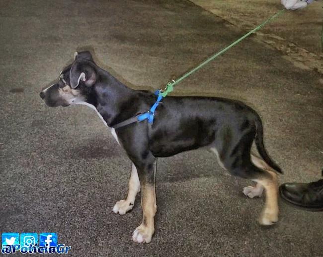 El cachorro, tras ser rescatado por agentes de la Policía Local de Granada.