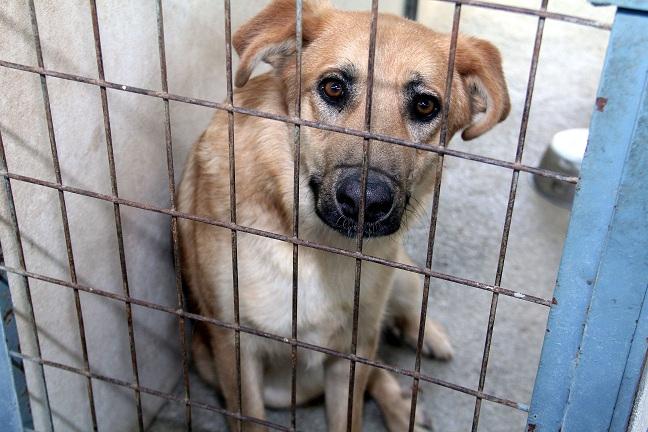 Uno de los perros alojados en el centro provincial. 