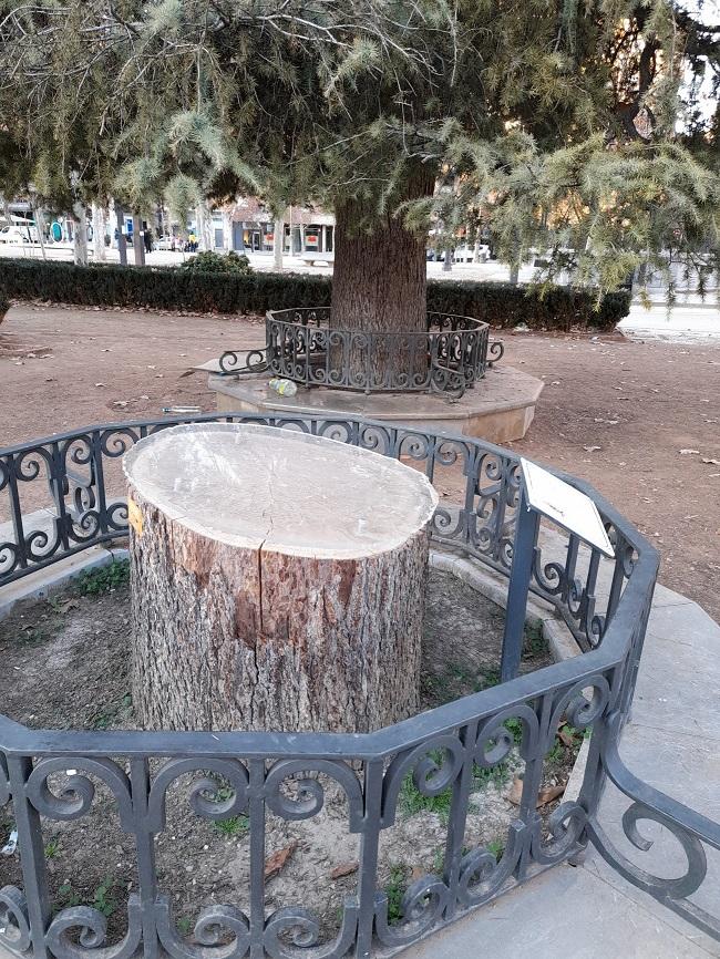 Tocón del cedro talado en el Salón hace algo más de un año. Al fondo se ve su gemelo.