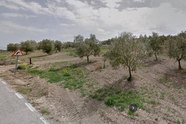 Zona de olivares próximo al lugar del siniestro.