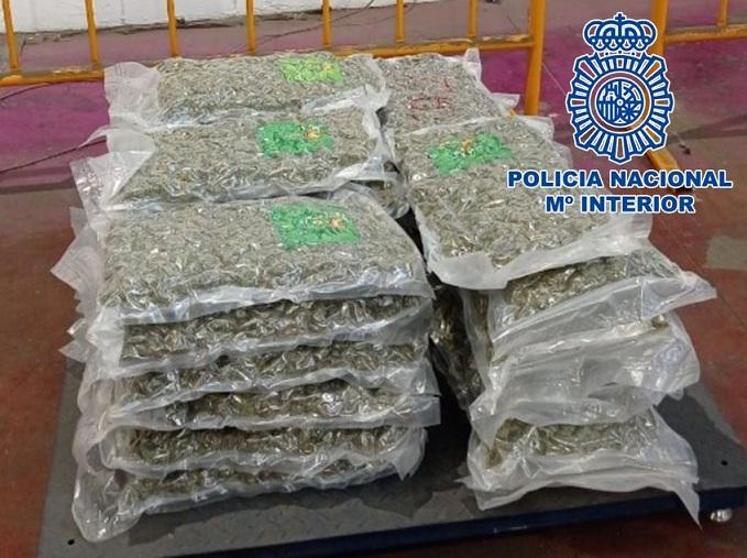 Cogollos de marihuana intervenidos a la organización. 