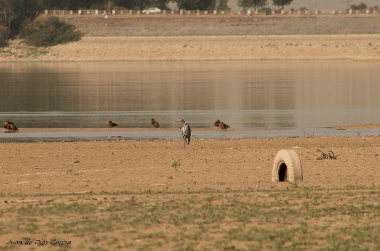 Aspecto actual del embalse del Cubillas, uno de los que más agua ha perdido en el último año.
