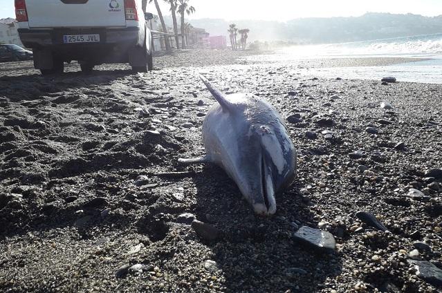 Delfín encontrado en la playa.