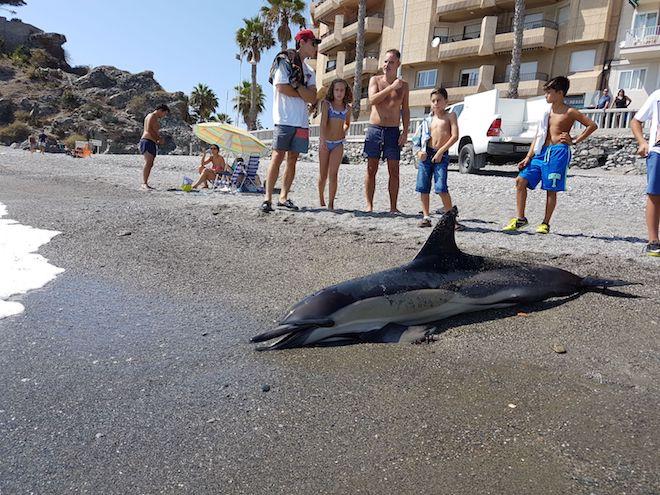 El delfín sin vida en la playa.