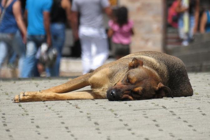 El abandono de perros aumenta durante el verano.