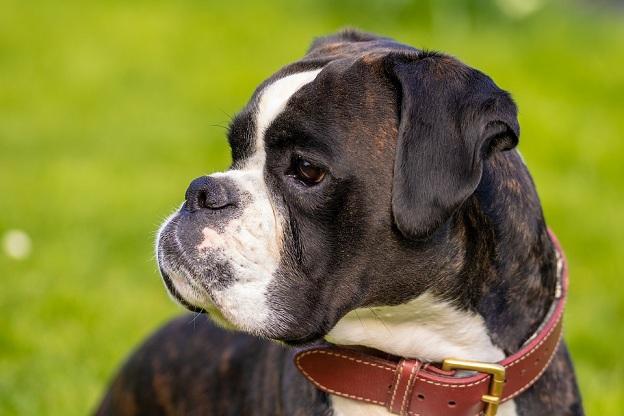 En Granada hay censados 282.508 perros En Granada hay censados 282.508 perros.