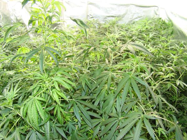 Plantas de marihuana descubiertas en la vivienda.