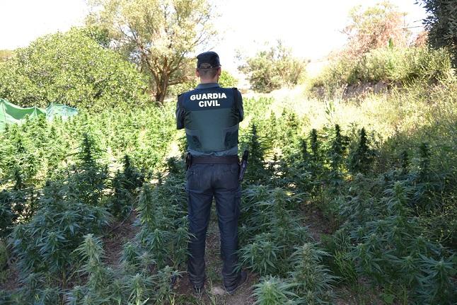 Un agente, en la plantación de marihuana donde antes se cultivaban hortalizas.