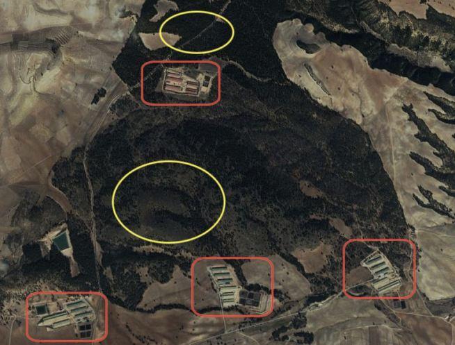 Imagen desde Google Earth donde se ven las zona de destrucción de nidos (en amarillo) y las granjas de Cefusa-El Pozo que rodean el pinar (en rojo).