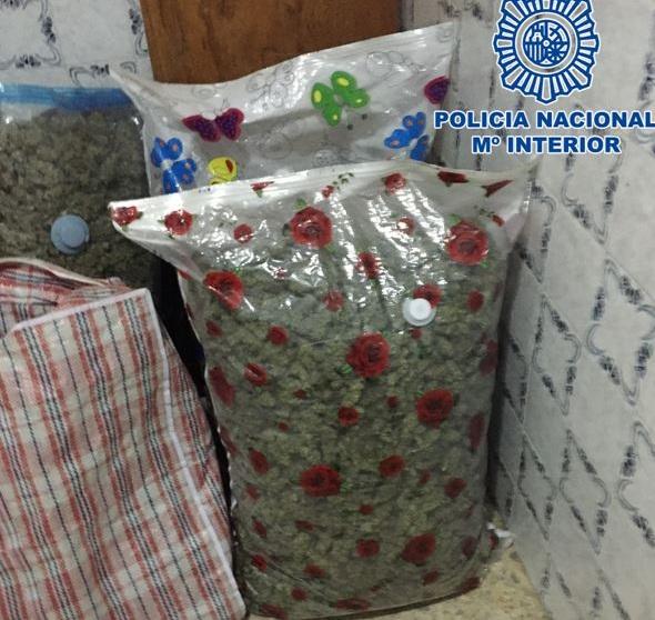 Marihuana ya envasada en una de las viviendas. 