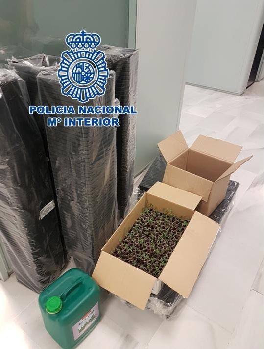 Los esquejes de marihuana y el resto de objetos intervenidos. Los esquejes de marihuana y el resto de objetos intervenidos.
