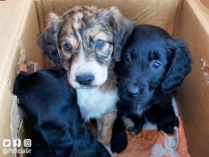 Los tres cachorros, con cara de asustados, tras ser encontrados. 