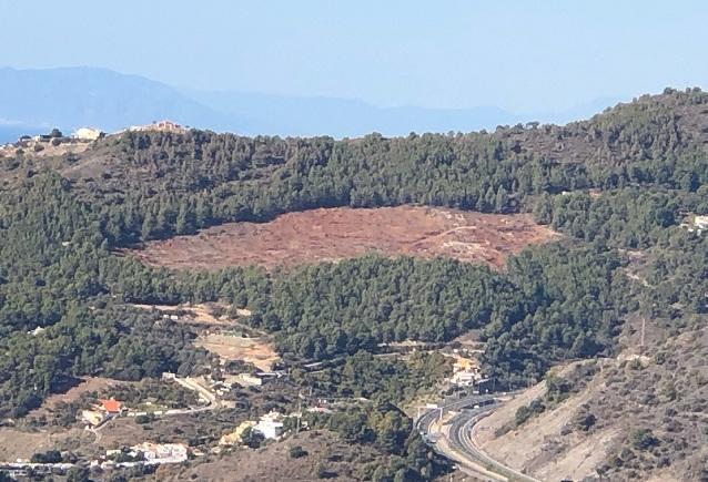 Área de bosque talada en la zona de Cerro Gordo. 