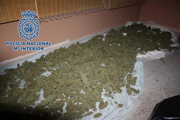 Marihuana intervenida en la vivienda de los detenidos.