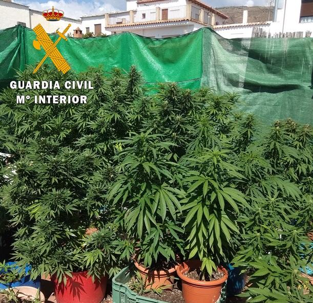 Plantas de marihuana intervenidas en un patio de Válor en una anterior operación. 